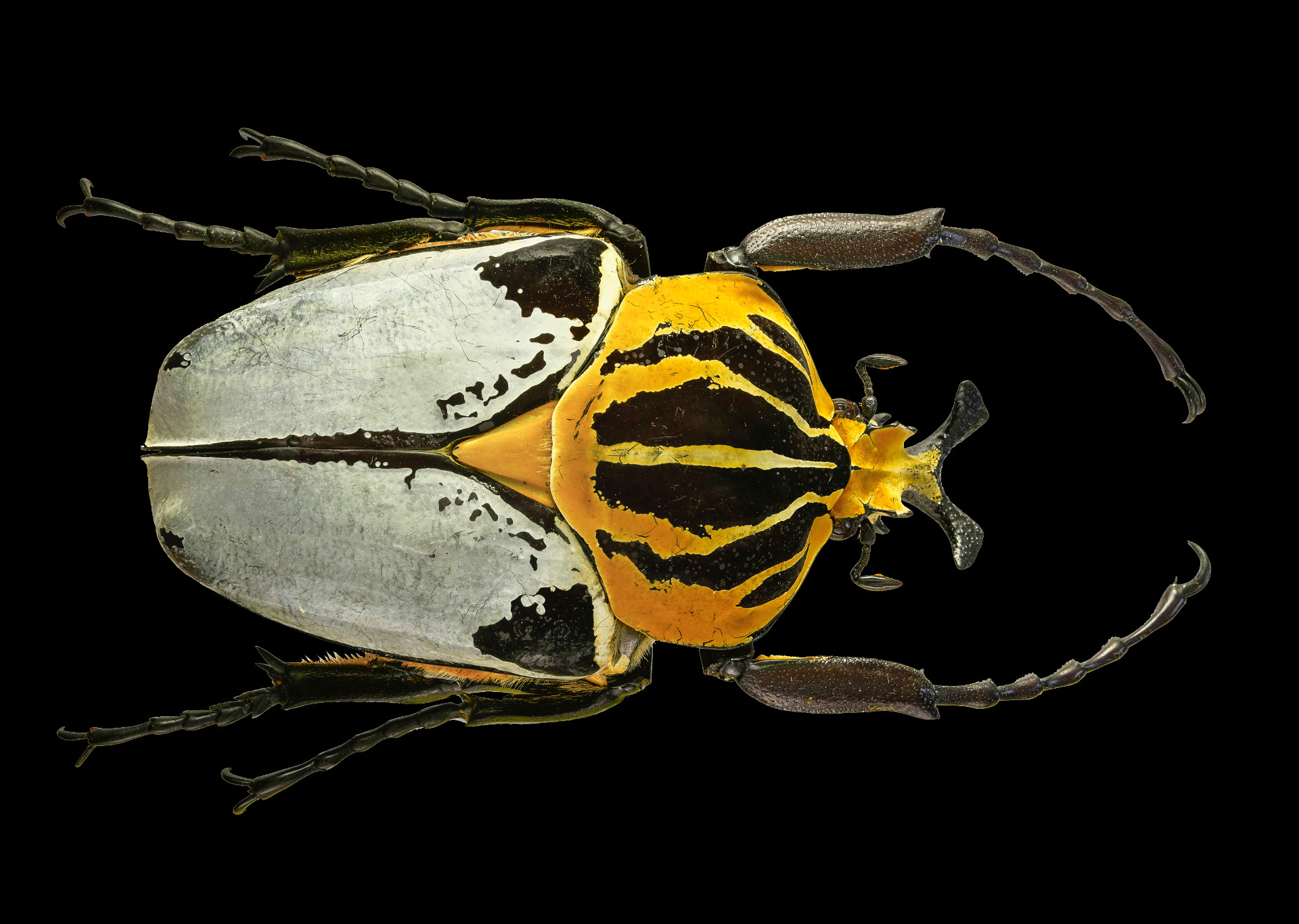昆虫学 :: coleoptera-beetles.com